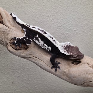 Axanthic