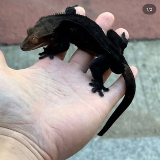 Charcoal Super Stripe Phantom Cappuccino