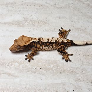 트라이