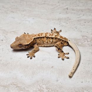 트라이