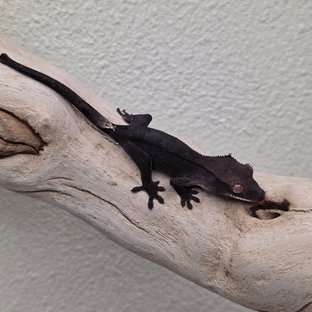 Charcoal Phantom Cappuccino