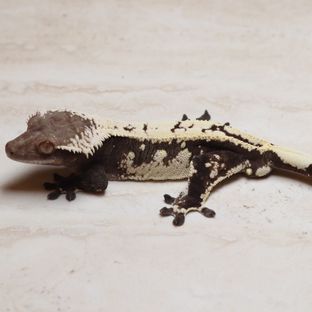 세이블