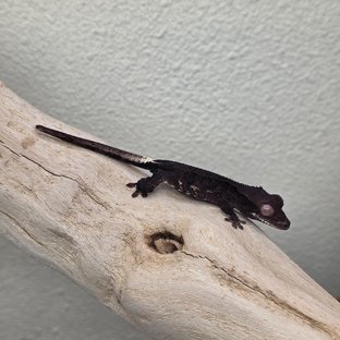 Charcoal Phantom Lilly White
