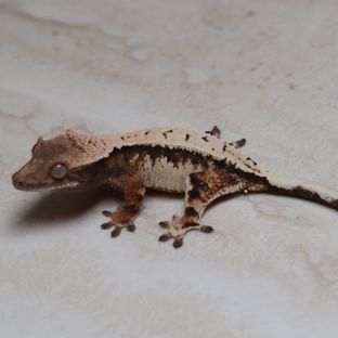 세이블