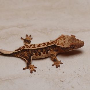 트라이