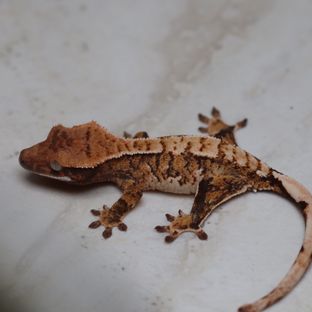 트라이