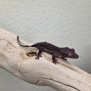 Charcoal Phantom Lilly White