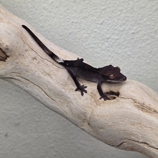 Charcoal Phantom Cappuccino