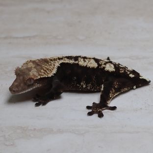 세이블