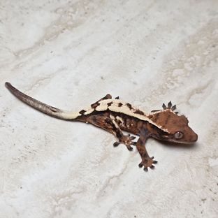 세이블