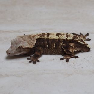 세이블