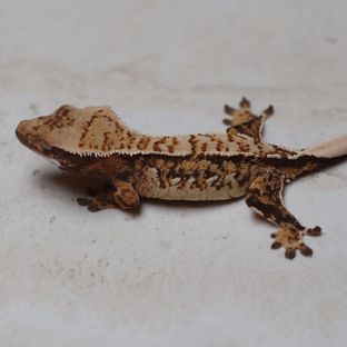 트라이