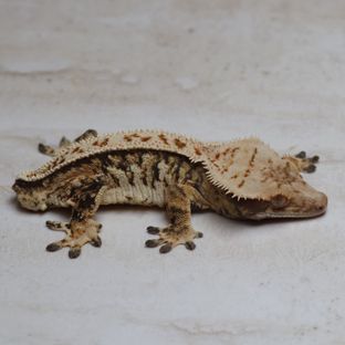 트라이