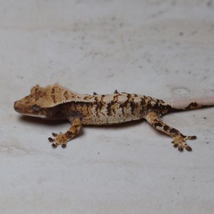 트라이