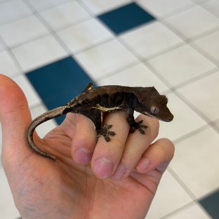 Charcoal Phantom Lilly White