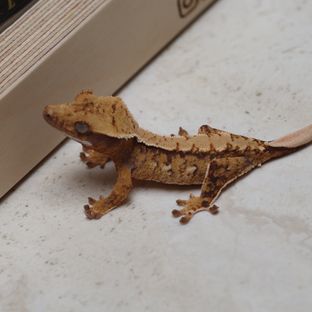 트라이