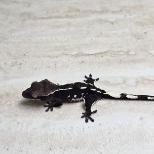 세이블 아잔틱