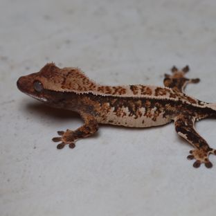 트라이