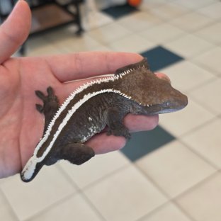 Super Stripe Axanthic
