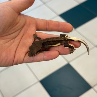 챠콜 팬텀 릴리화이트