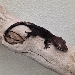 Charcoal Phantom Cappuccino
