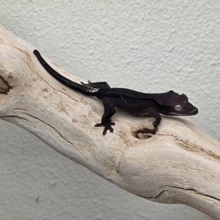 Charcoal Super Stripe Phantom Cappuccino