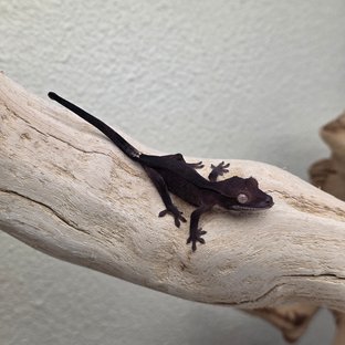 Charcoal Phantom Cappuccino