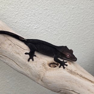 Charcoal Phantom Cappuccino