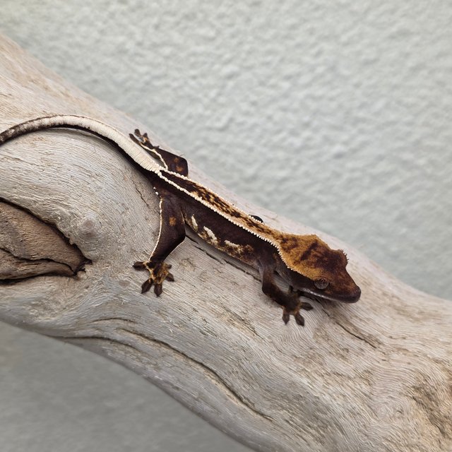 Empty Back 100% Het Axanthic