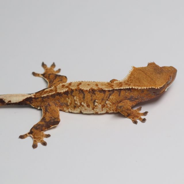 트라이