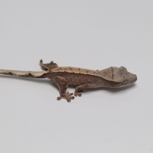 트라이