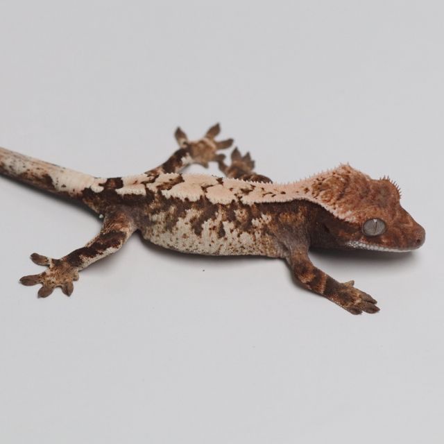 세이블