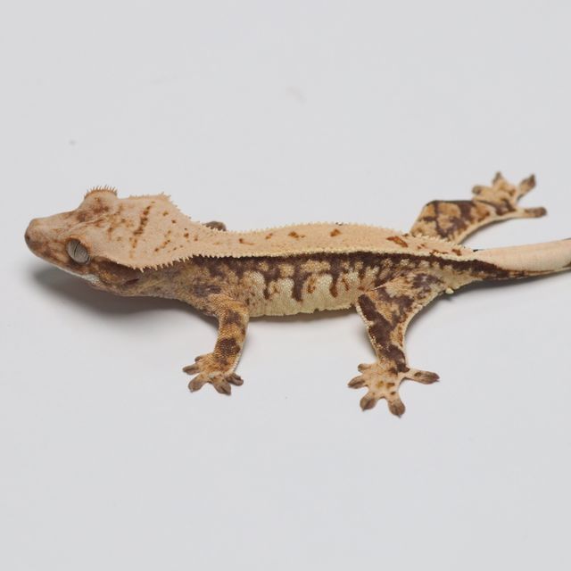 트라이