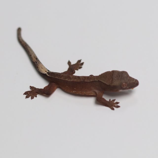 팬텀 챠콜 블랙 다크