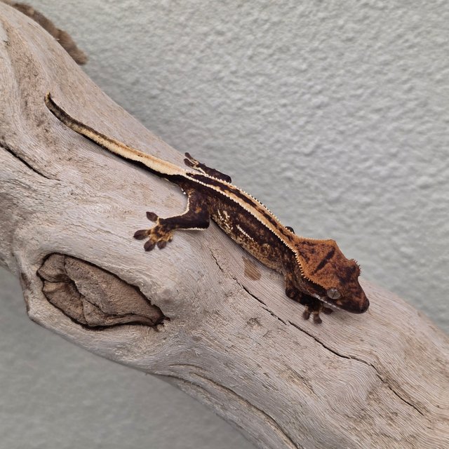 100% Het Axanthic Empty Back