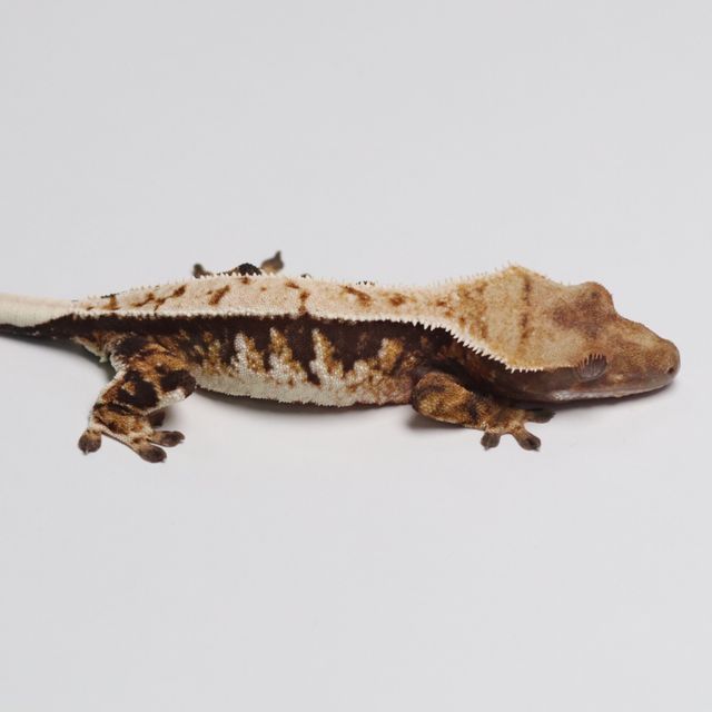 트라이