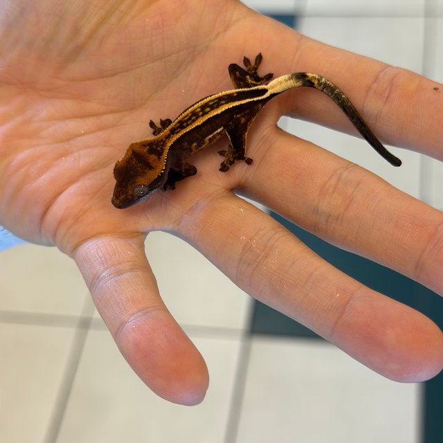 100%헷아잔틱 엠티백