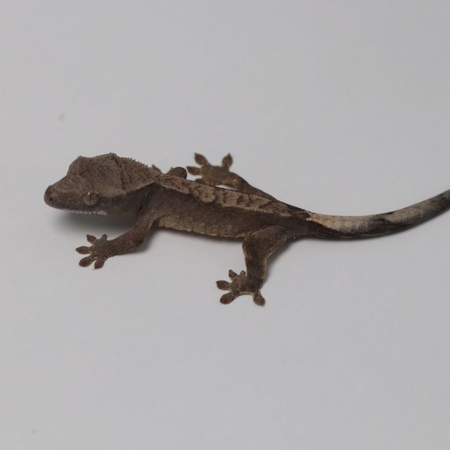 챠콜 다크