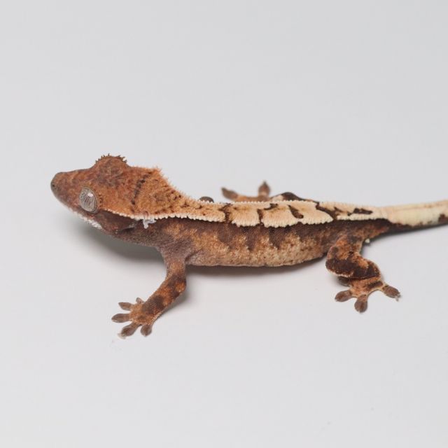 세이블