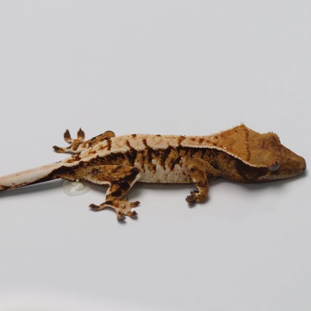 트라이