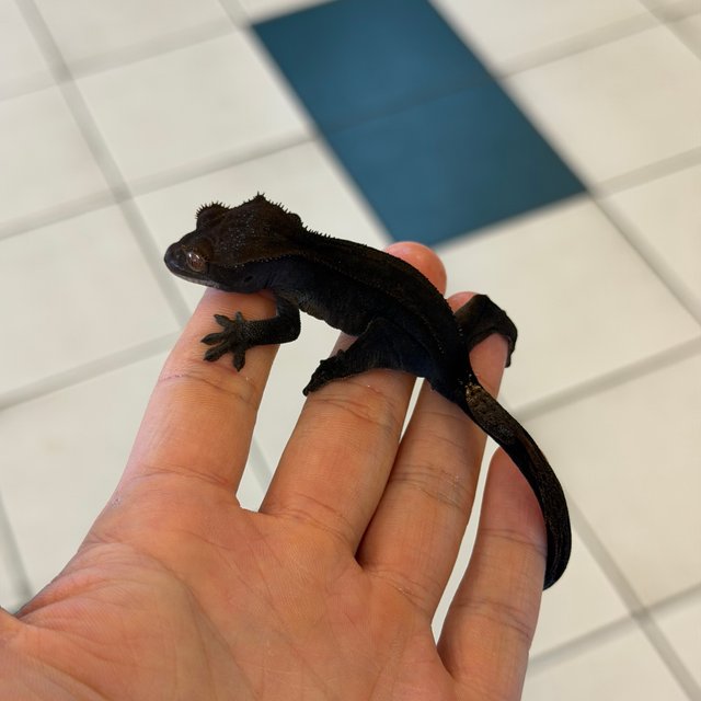 Phantom Super Stripe Charcoal Cappuccino