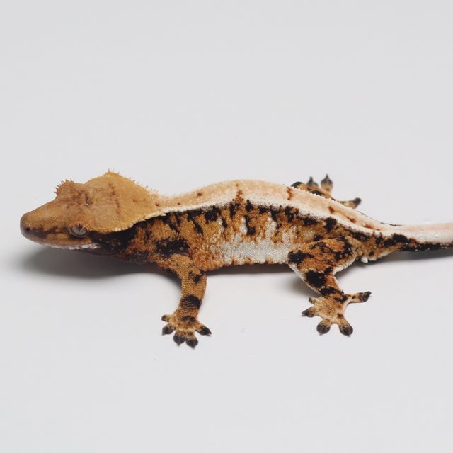 트라이