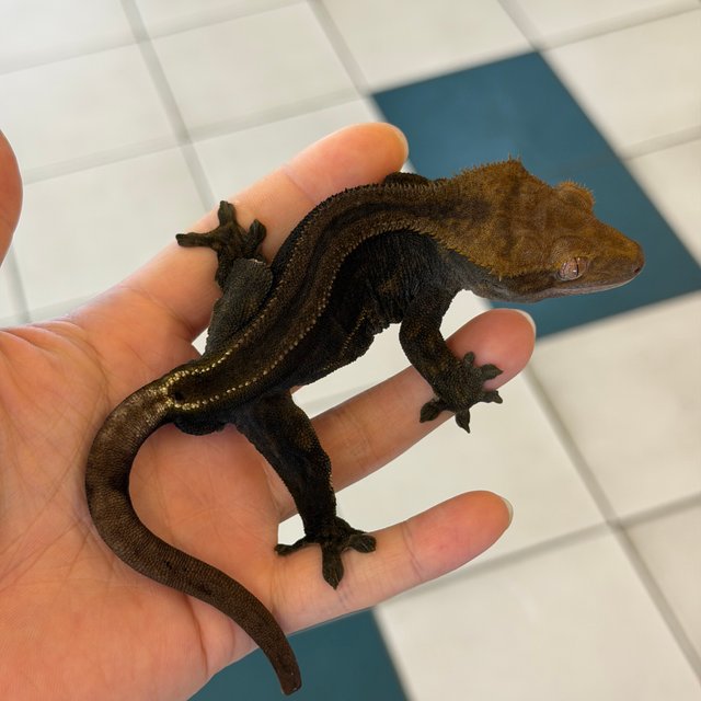 Charcoal Super Stripe Phantom