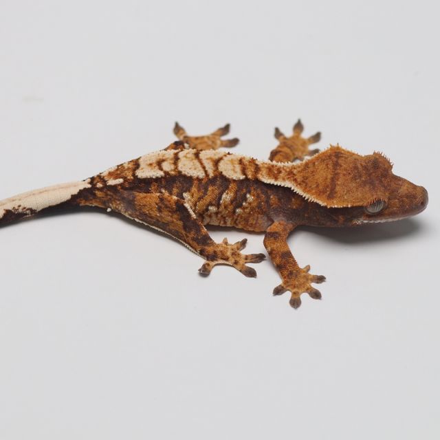트라이 바브