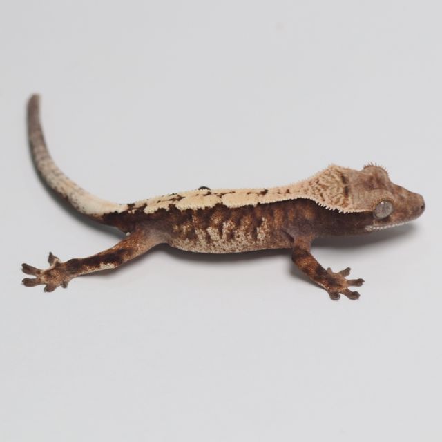세이블