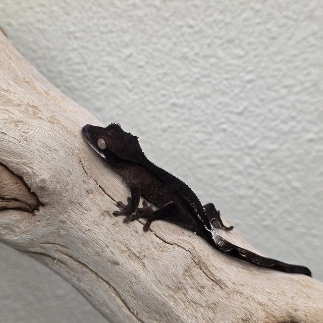 Charcoal Phantom Cappuccino