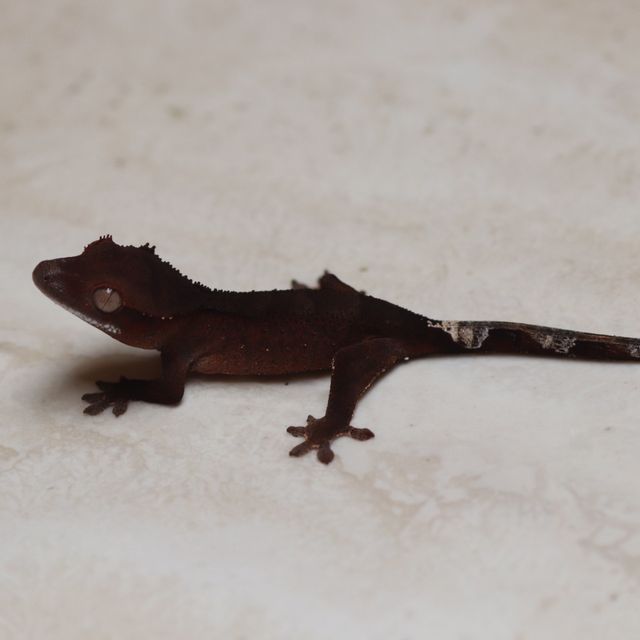 100% Het Axanthic Charcoal Phantom Cappuccino