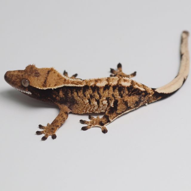 트라이