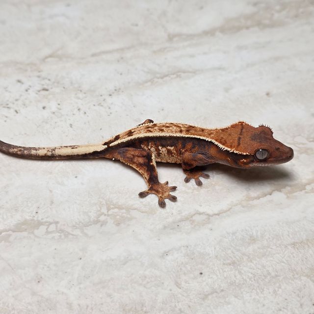세이블