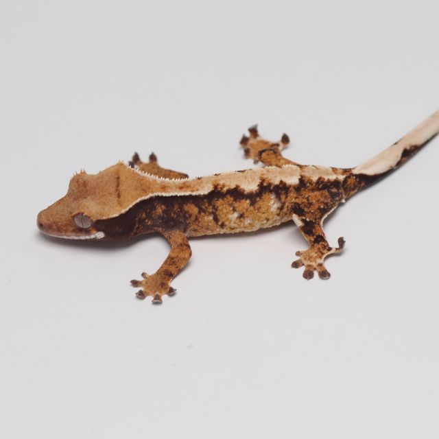 Tri